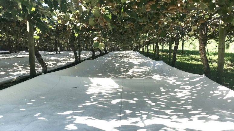 Cobertura en el huerto: los tejidos y películas de Arrigoni protegen de las malas hierbas