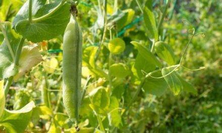 El contenido del floema en guisante indica su nivel de estrés por déficit de agua