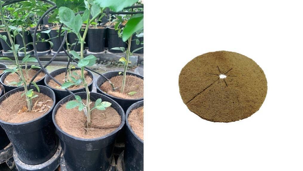 Novedades Iberflora 2022: Projar presenta su protector antihierbas Discprotect 