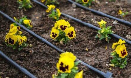 Controlar el riego del jardín, una tarea fácil y eficiente