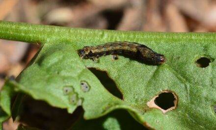 Ultrasonido y agricultura: una herramienta silenciosa de gran poder
