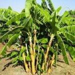 Hongo combate simultáneamente dos de las principales amenazas a la productividad bananera