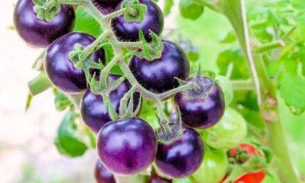 El nuevo tomate morado que aporta interesantes beneficios a la salud