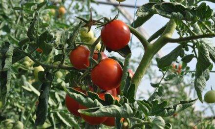 Azufre en nanopartículas para superar resistencias y aumentar el rendimiento