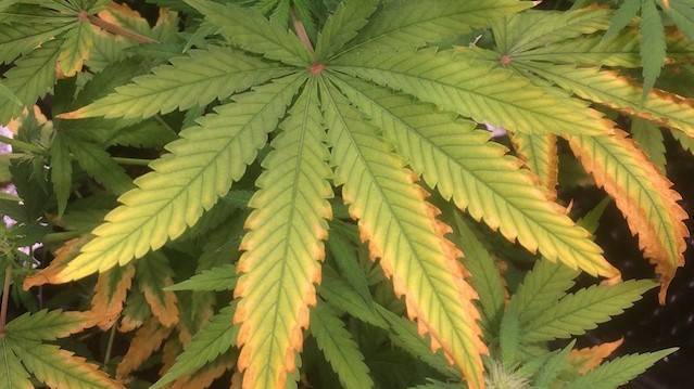 Papel de los microorganismos en la mitigación del estrés térmico en plantas