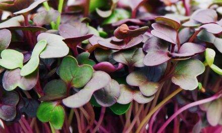 Producir cultivos comestibles con luces LED, ahora mucho más fácil