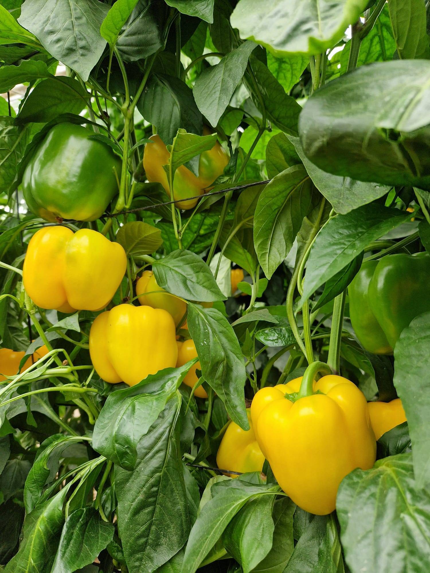 Pimiento Gasol