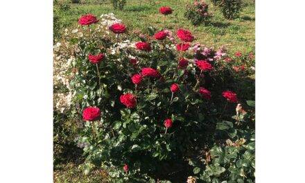 Una variedad de rosa dedicada a Arturo Croci