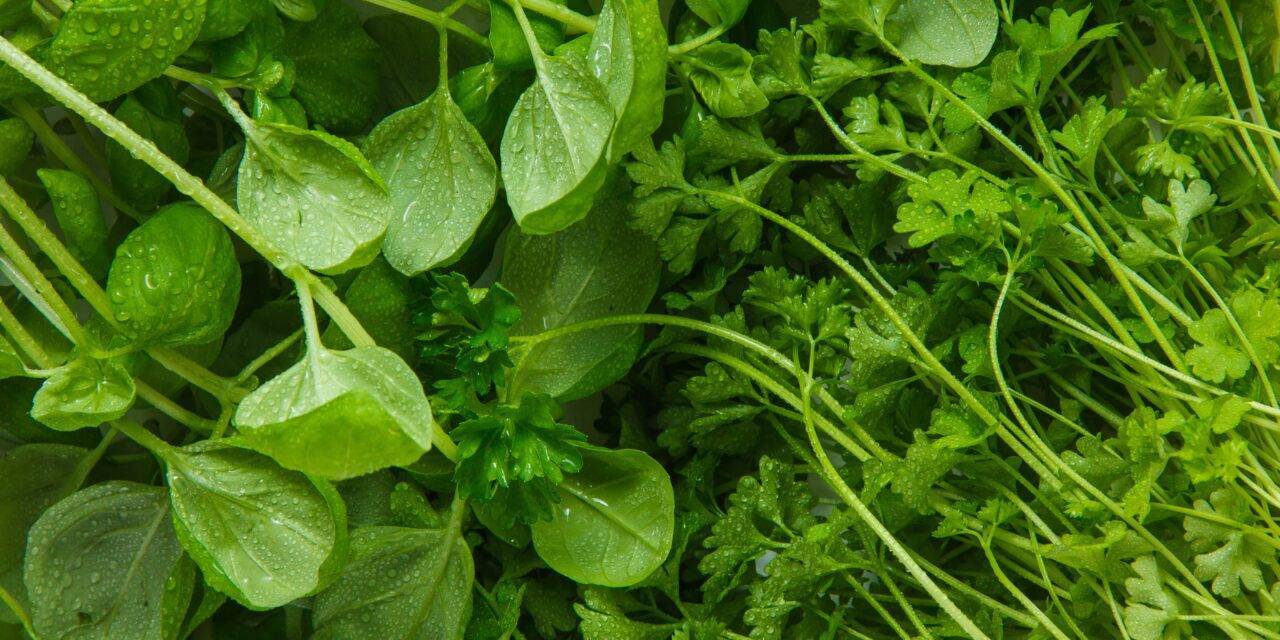 Cómo incrementar la producción de folatos en las plantas