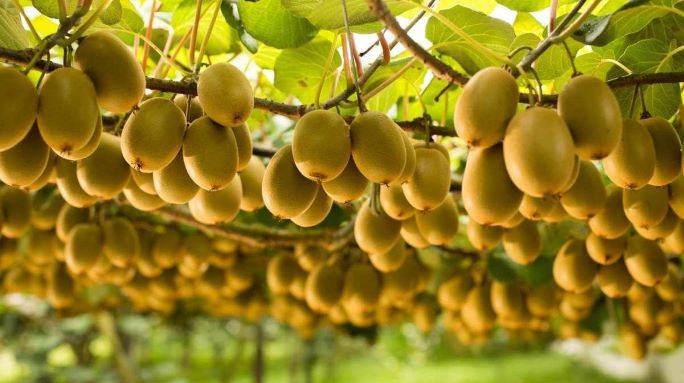 El kiwi, un cultivo que se diversifica