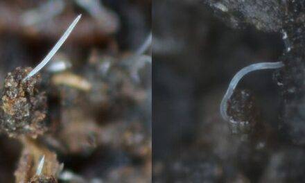 Beneficial nematodes doing their work in your crop