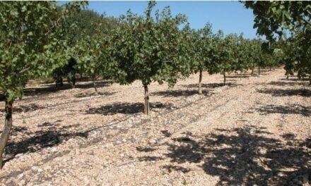 Riego deficitario controlado en pistacho
