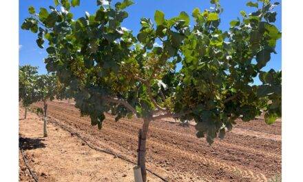 Innovación varietal y rentabilidad en pistacho: Golden Hills y Lost Hills