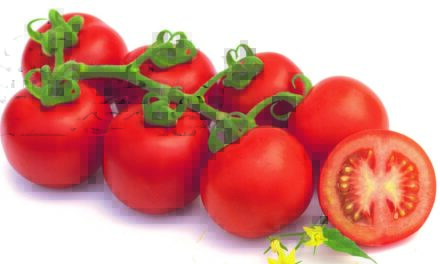 Semillas Fitó aporta al mercado variedades de tomate con resistencia a ToBRFV