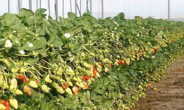 Las variedades actuales de fresas en Huelva, España