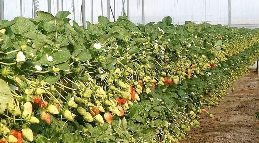 Las variedades actuales de fresas en Huelva, España