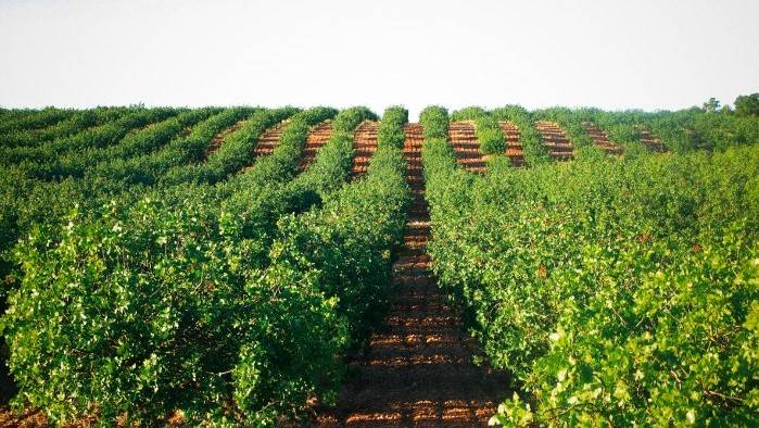 Estrés abiótico y resiliencia frente al cambio climático en agricultura