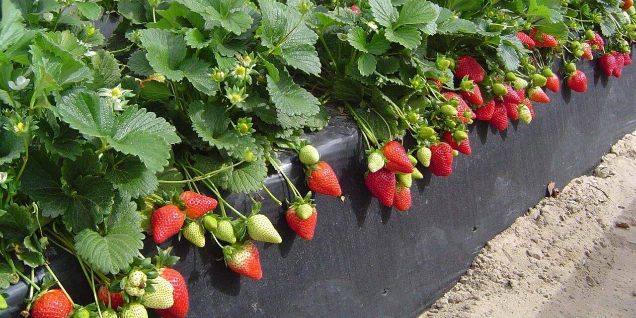 Compleja situación en la campaña actual de frutos rojos españoles