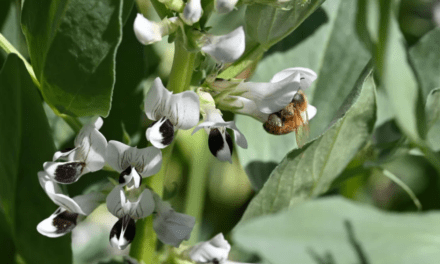 The giant genome of faba bean, a protein crop, has been revealed