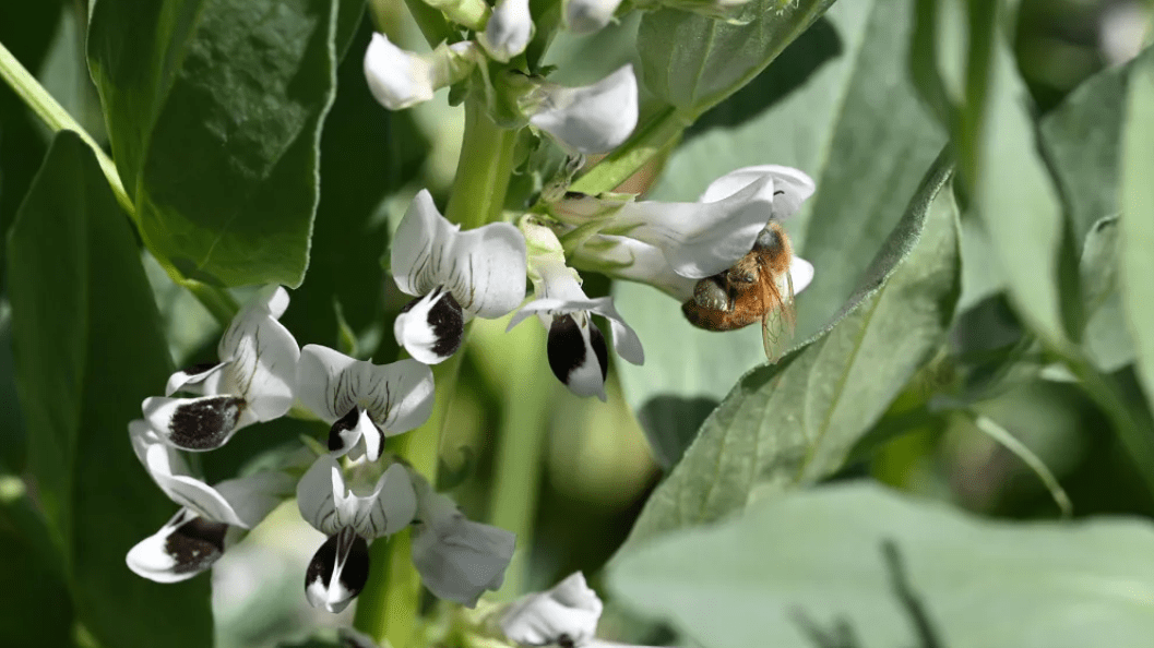 The giant genome of faba bean, a protein crop, has been revealed