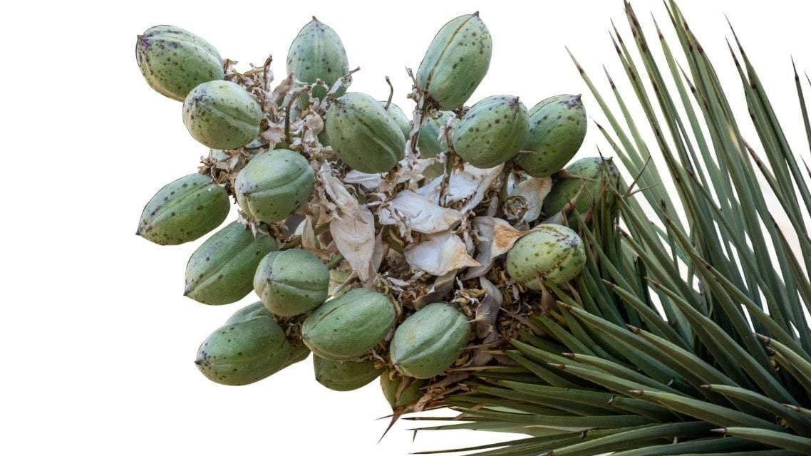 Extracto de yuca como bioestimulante y fungicida