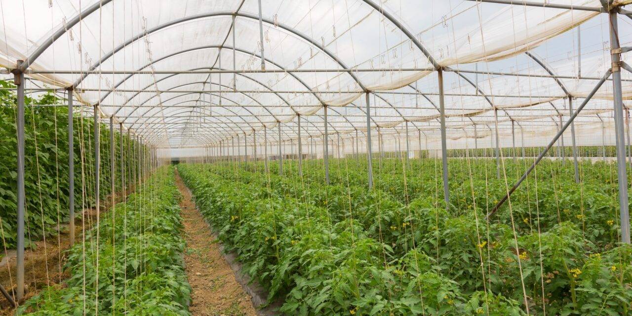 Naturplás ofrece cubiertas para invernadero solar respetuosos con el entorno