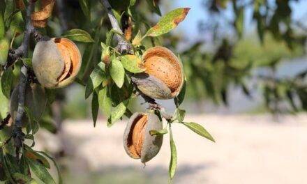 SAB-Almendrave celebra la apertura del mercado chino a la almendra española
