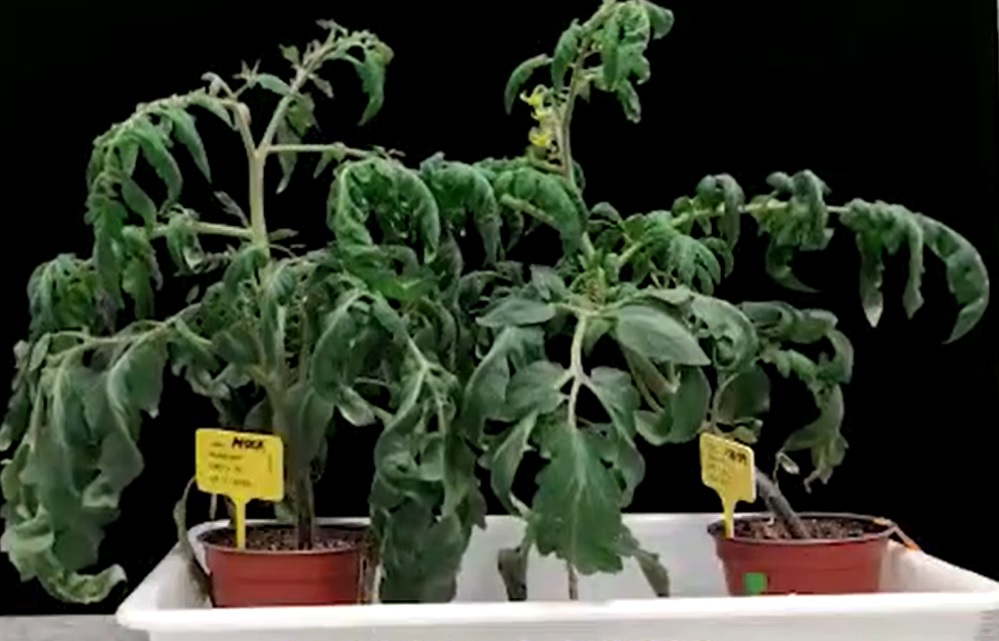 Un nuevo fármaco protege las plantas de la sequía