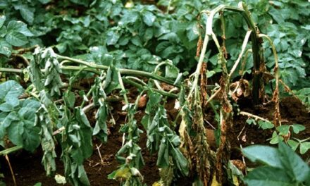 Técnicas modernas de identificación de dos importantes agentes causales de enfermedades en tomate