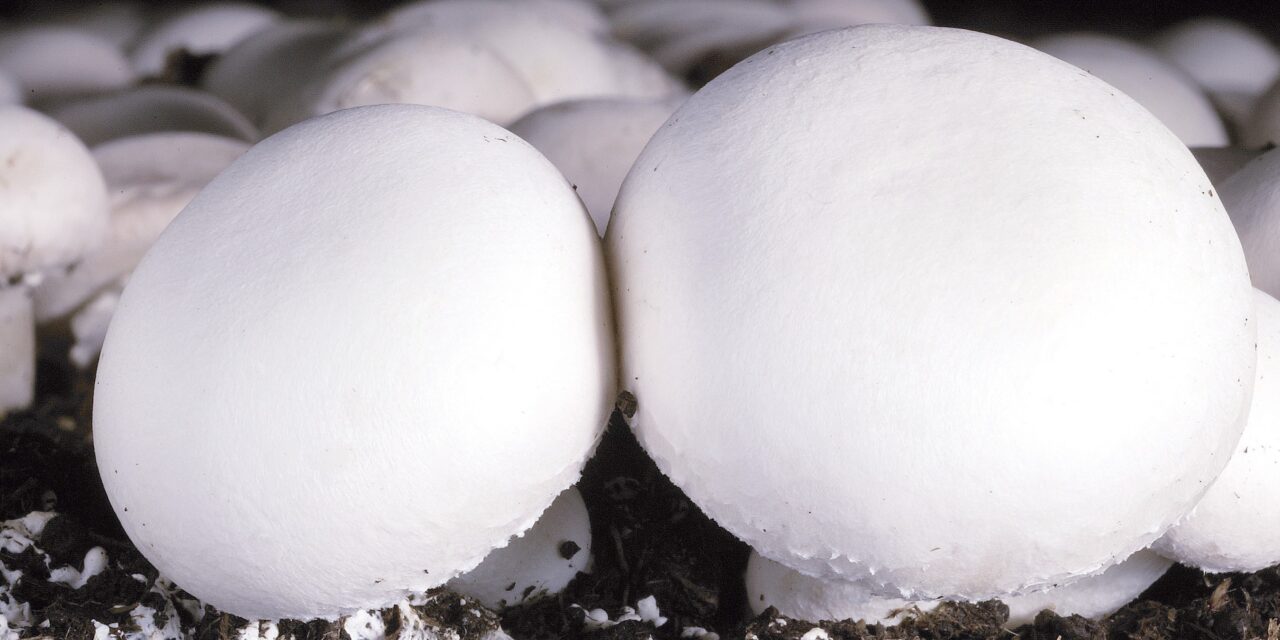 Un proyecto sustituirá materiales y valorizará residuos del cultivo del champiñón con nuevas soluciones más sostenibles que aumenten la competitividad