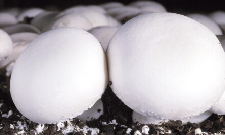 Un proyecto sustituirá materiales y valorizará residuos del cultivo del champiñón con nuevas soluciones más sostenibles que aumenten la competitividad