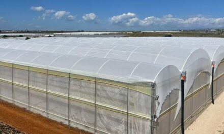 Pimientos, tomates, berenjenas: Arrigoni presenta el nuevo escudo Prisma® Ldf Strong