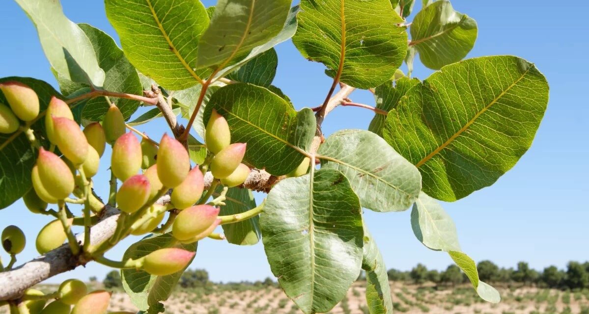 Jornada sobre el pistacho en Talavera de la Reina, Toledo