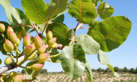 Jornada sobre el pistacho en Talavera de la Reina, Toledo