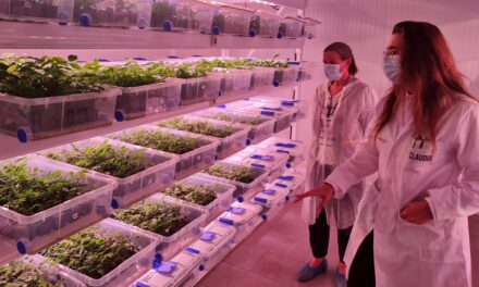 Multiplicación in vitro: alta tecnología en propagación de nogales