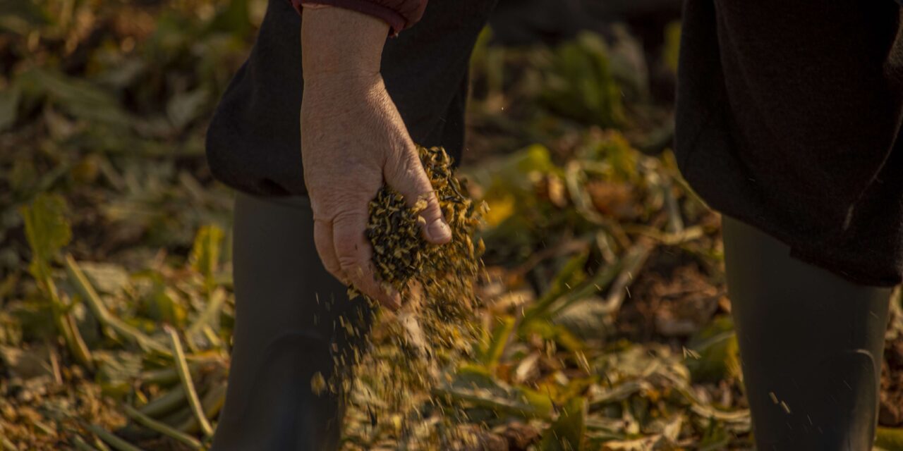 Descartes de algas como insumos para cultivos ecológicos y como medida antifúngica en la vid
