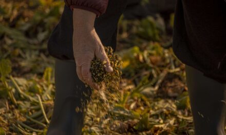 Descartes de algas como insumos para cultivos ecológicos y como medida antifúngica en la vid