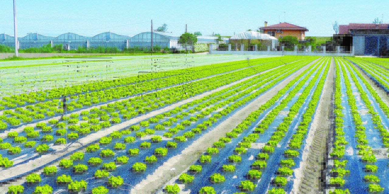 Desarrollo sostenible del sector agrícola con plásticos biodegradables