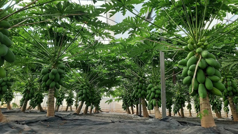 El cultivo de papaya, un mercado en pleno auge