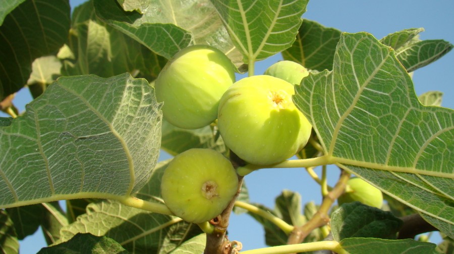 Jornada sobre el cultivo de higuera: resistencia a sequía y agricultura sostenible