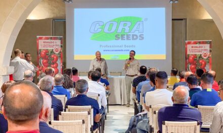 Tomate en rama, nuevas oportunidades para agricultores Sicilianos