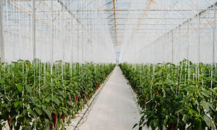 Almería: un proyecto de altura tecnológica