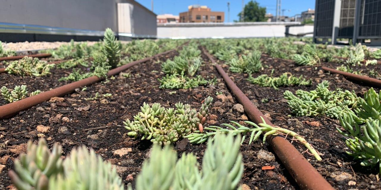 Nueva gama de sustratos para jardines en cubiertas COVER PRO