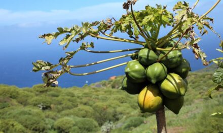 FRUTTMAC: Una base de datos que potencia el banco de germoplasma en frutales