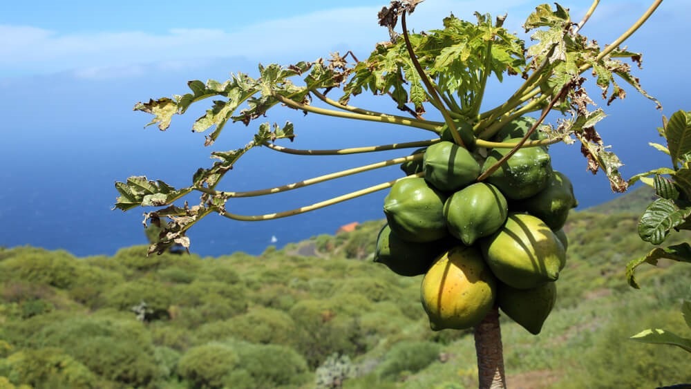 FRUTTMAC: Una base de datos que potencia el banco de germoplasma en frutales