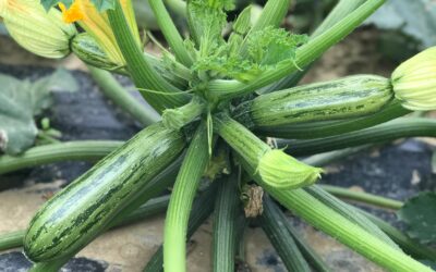Cebolla y calabacín, Cora Seeds adquiere los programas de KWS
