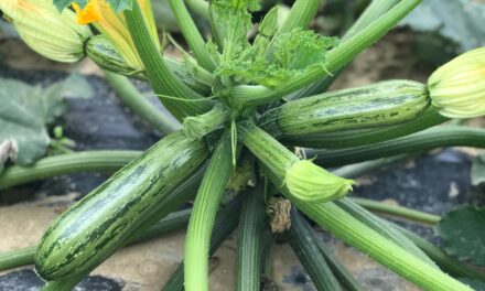 Cebolla y calabacín, Cora Seeds adquiere los programas de KWS