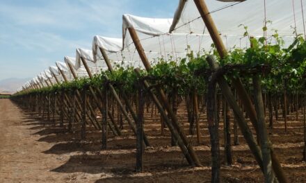 Grupo Armando Álvarez lleva a Fruit Attraction sus soluciones en protección de frutales y uva de mesa