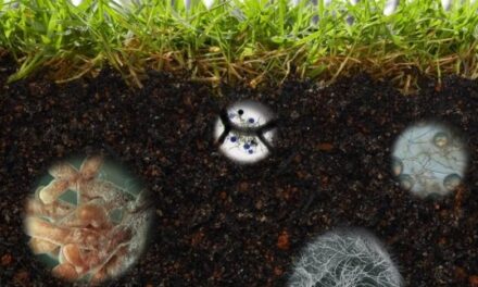 El papel de los microorganismos frente al estrés en las plantas ocasionado por sequía y metales pesados