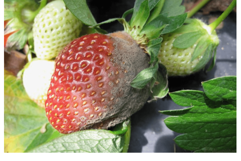 ¿Con qué mecanismos cuenta el hongo Botrytis cinerea para poder infectar?